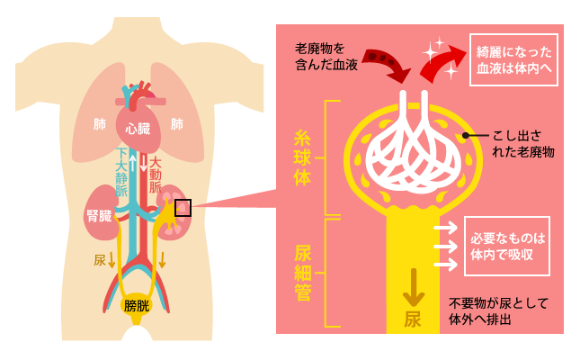 腎臓とは血液中の老廃物をろ過して尿をつくる場所