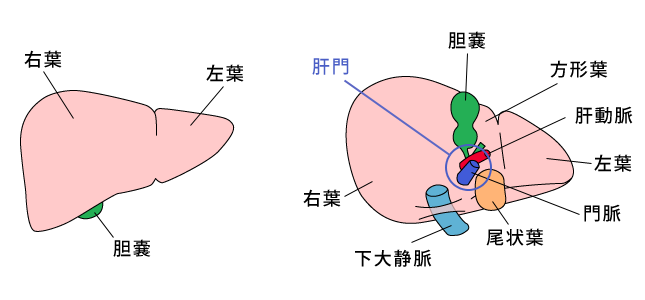 肝臓とは仕組み機能