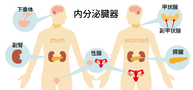 内分泌内科が扱う疾患、内分泌臓器について